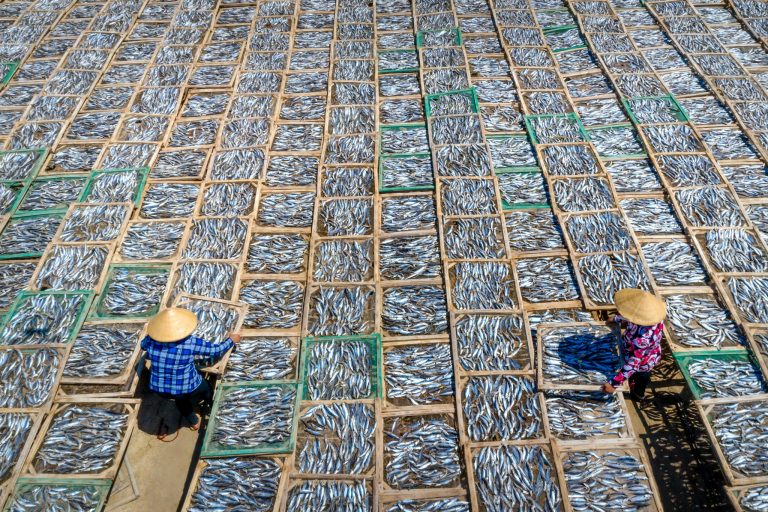 Farmers arrange trays of drying fish outdoors in an aerial view.