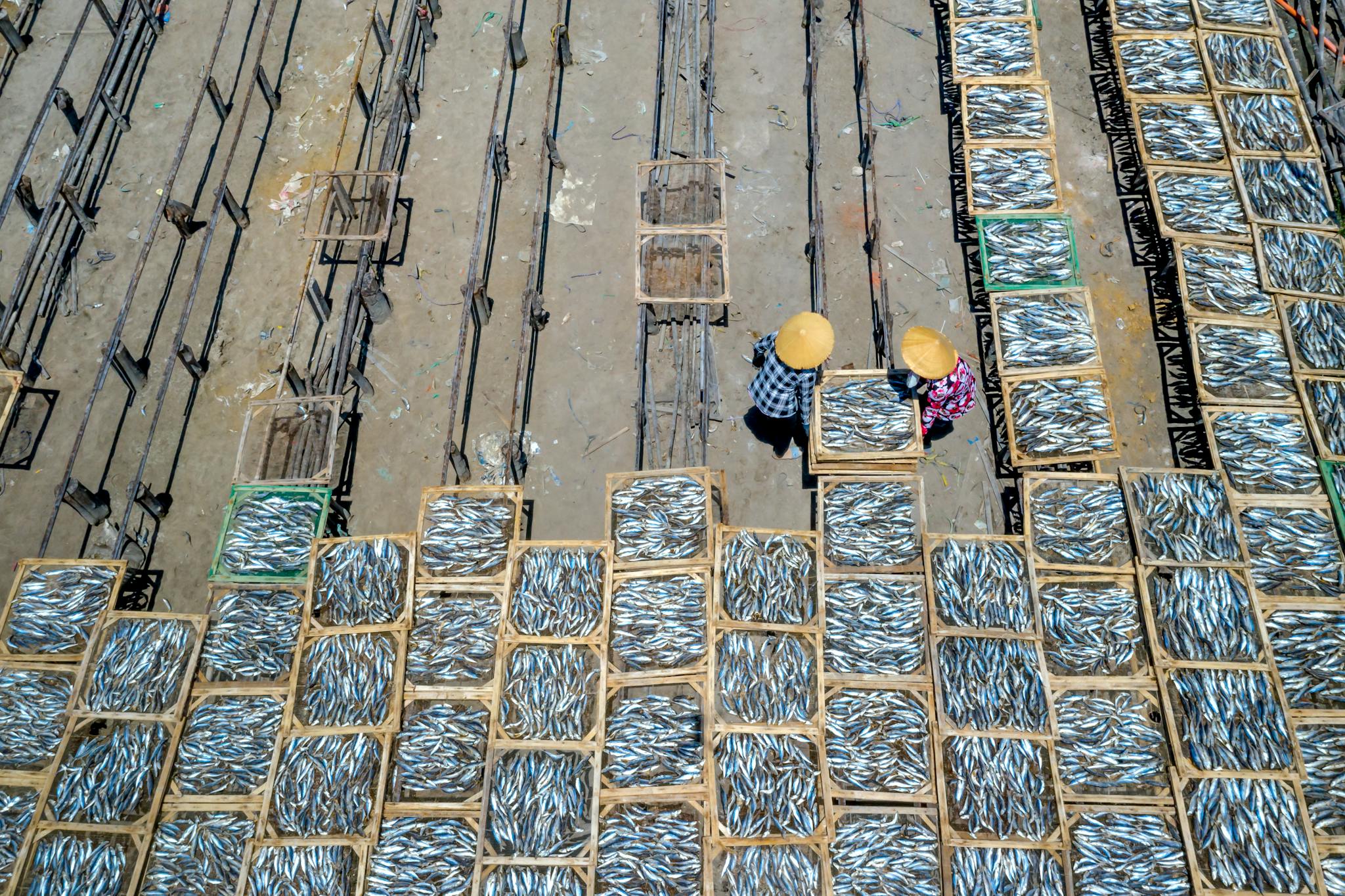 High-angle view of fish drying process with two workers in traditional hats at a fishery.