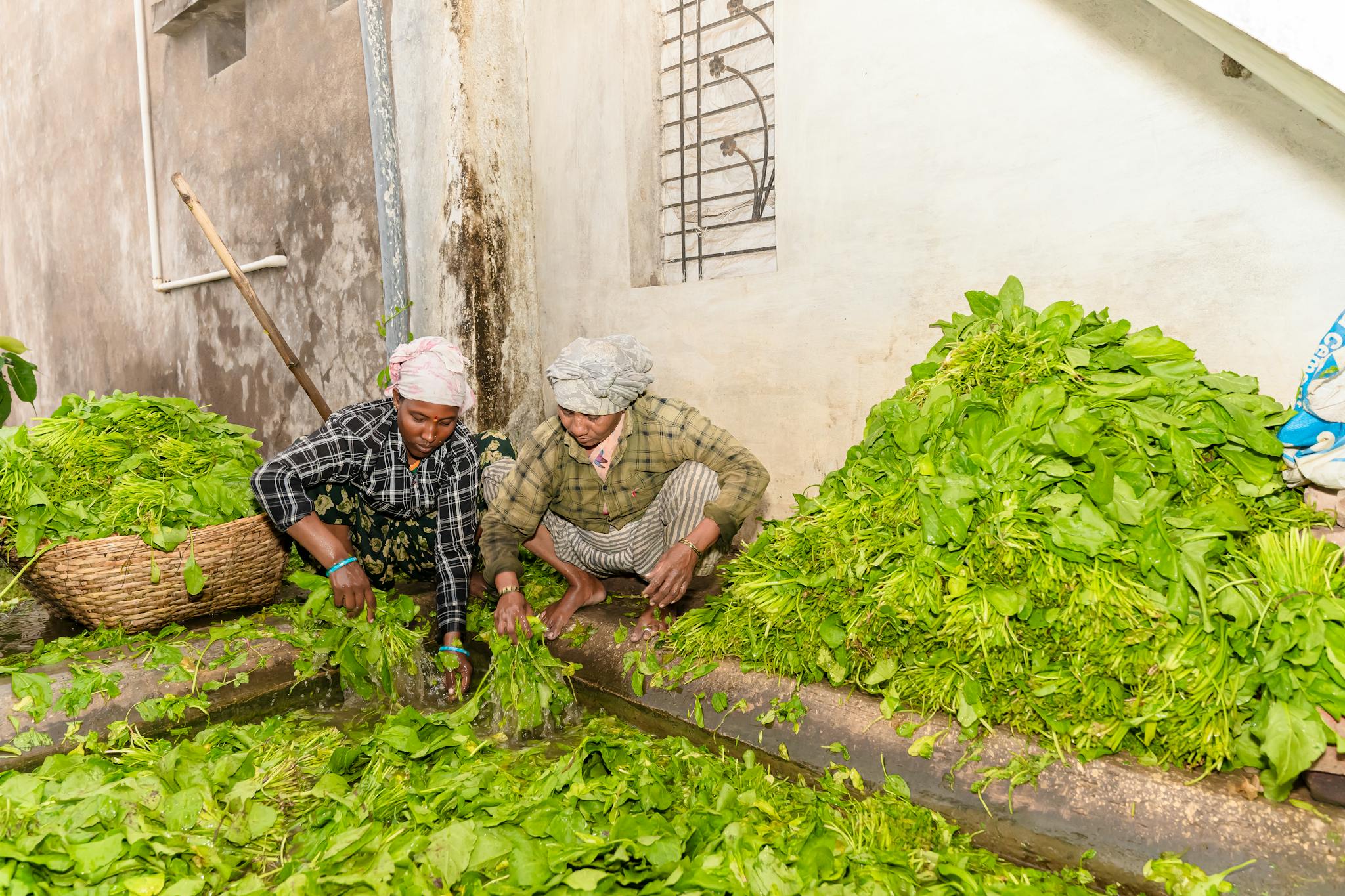 Two farmers washing freshly harvested greens on an Indian farm in Nagpur.